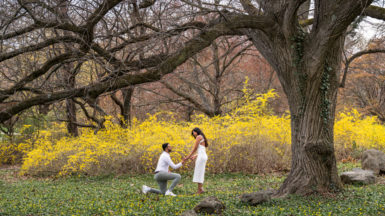 Read more about the article Marriage Proposal at The Planting Fields Arboretum